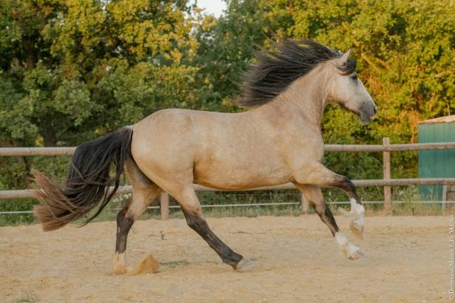 Pouliche 4 ans Isabelle Irish X Ibérique