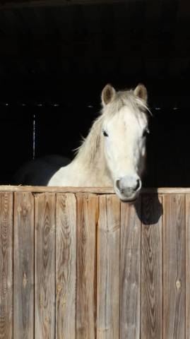 Ponette welsh B