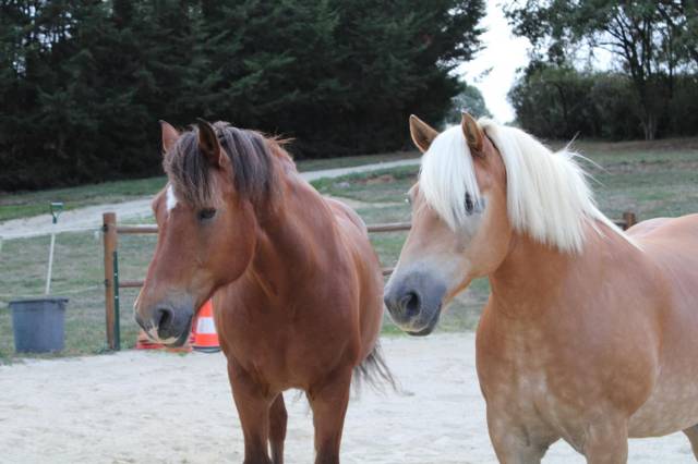 Chevaux à vendre