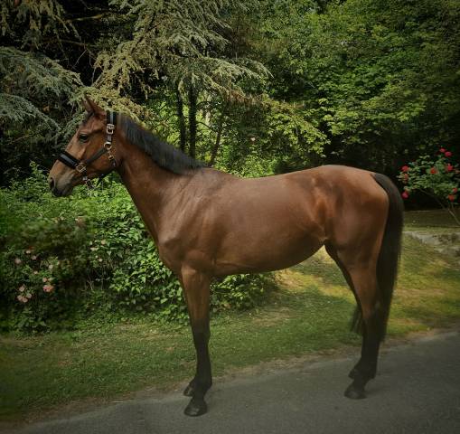 Jument  d'amateur  4 ans 