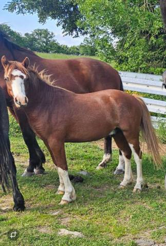 Poney de 2 ans pleins papier welsh 