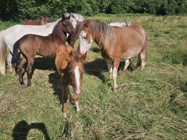 Lot poulinière + pouliche 