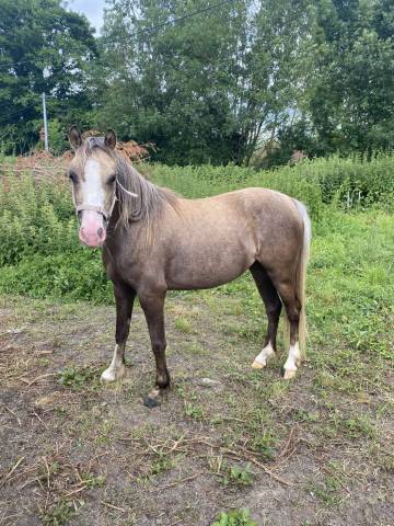 Ponette 2 ans pleins papier welsh 
