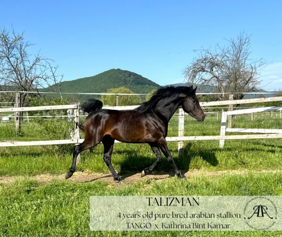 Exceptional 4- year-old purebred Arabian stallion 