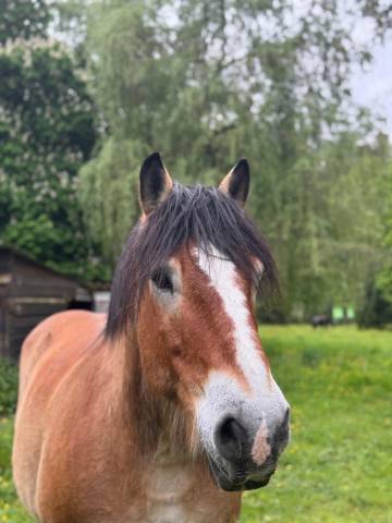 Roulotte de bonaret - en bord de rivière et au pied du château de chalucet