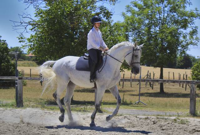 Cheval pour dressage amateur 
