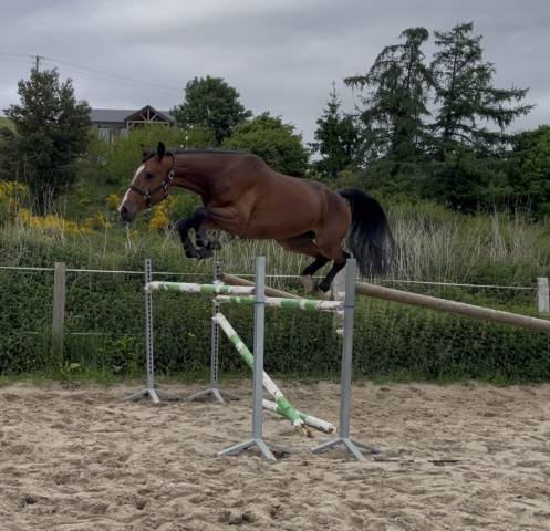 Top jument 4 ans CSO/CCE