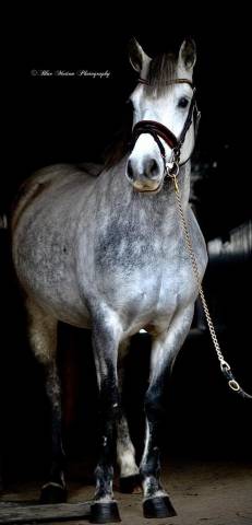 Excellente ponette d’avenir 