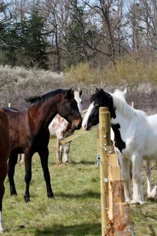 Pension 5⭐️ boxe/ paddock et pré - 42110 poncins