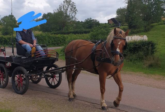 Superbe jument franche montagne