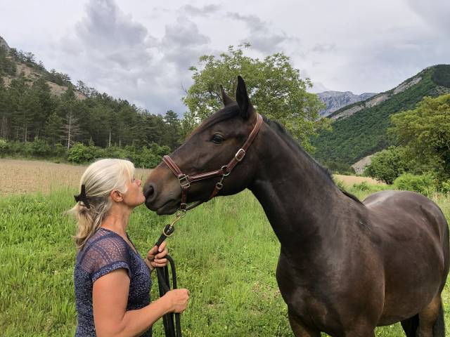 Grand cheval - 3 ans en mars 2026 - shagya x cvb