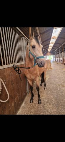 Poney de sport 4ans 