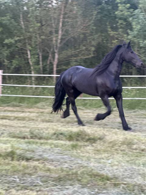 Frison PP