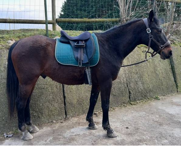 Selle wintec dressage isabelle Werth