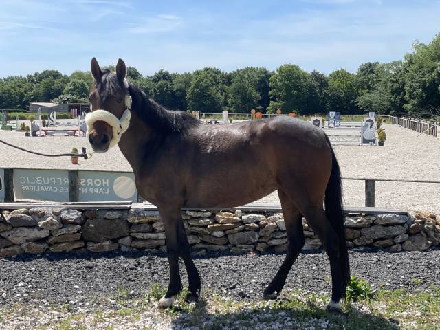 Ponette WPB 5 ans taille c 