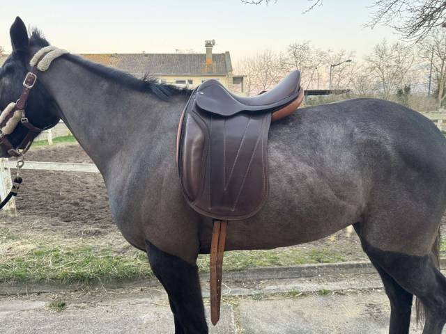 Selle de dressage 