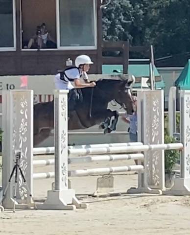 À vendre poney de sport 