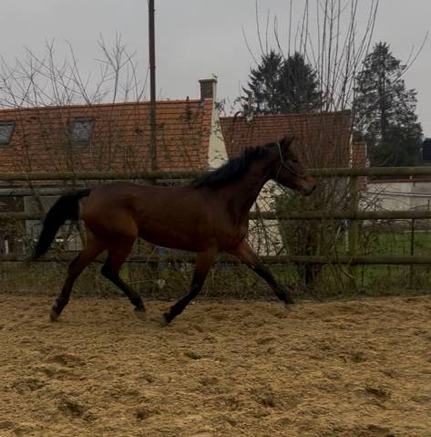à vendre jument par sirocco. blue