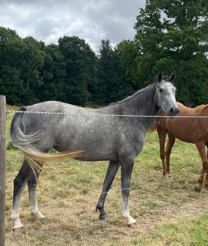 Jolie pouliche selle français de 3 ans origines cso