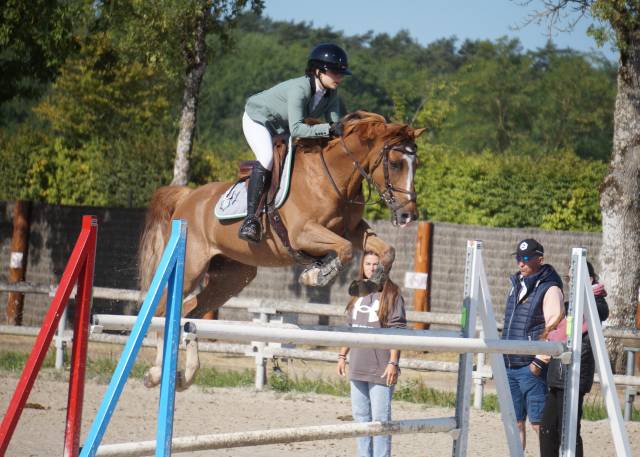 A vendre poney d cso p elite 12 ans