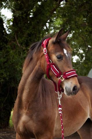 ***oblak d'orphee*** poulain sf né le 12/05/24