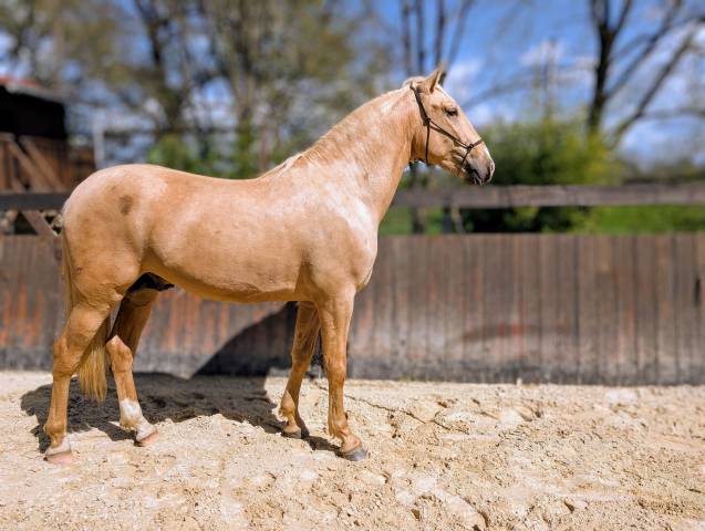 Ote olivares , pre à la robe palomino 3 ans
