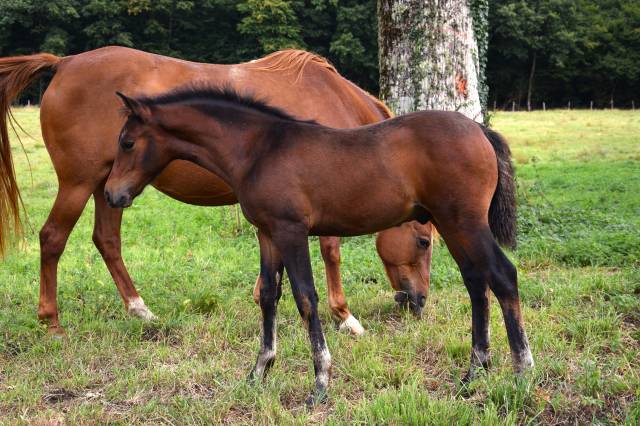 Foal mâle pfs pour sport et/ou repro