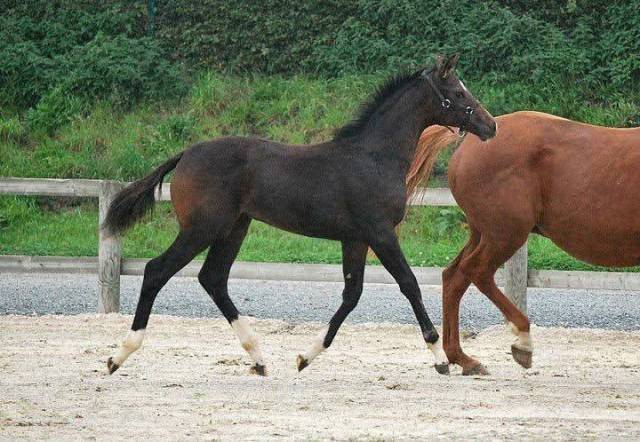 Cherche ecurie privée a louer 