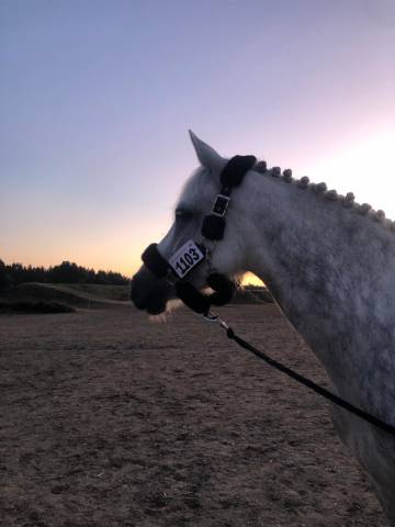 Licol poney/ cob