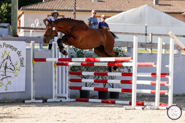 Poney francais de selle