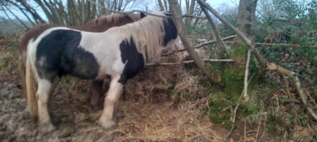 Mambo : saillie par irish cob oc