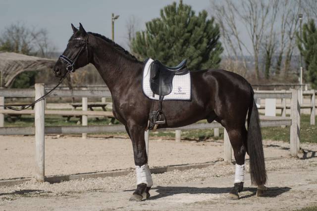 Magnfique hongre selle francais par glamourdale