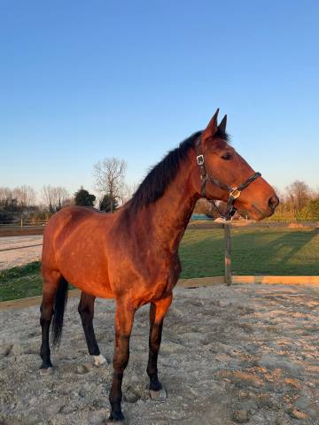 Très belle jument cso 140