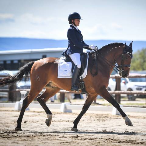 Adorable hongre psl 9 ans gagnant jusqu'en pro 3