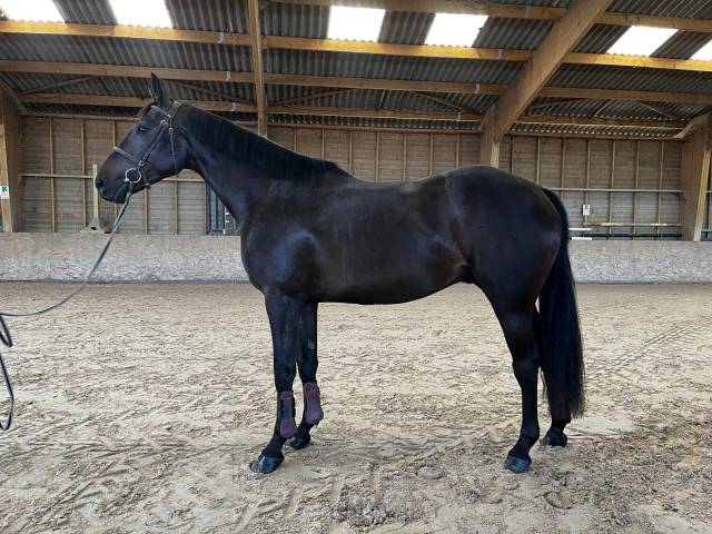 à vendre « cheval parfait »