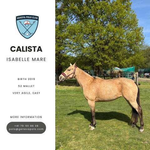 A vendre cheval de polo