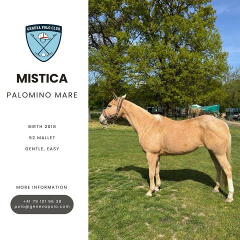 A vendre cheval de polo