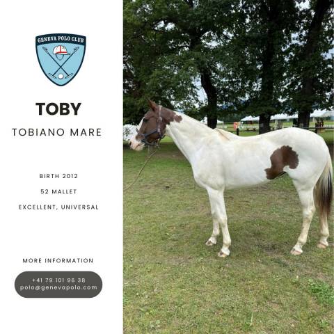 A vendre cheval de polo