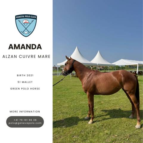 A vendre cheval de polo