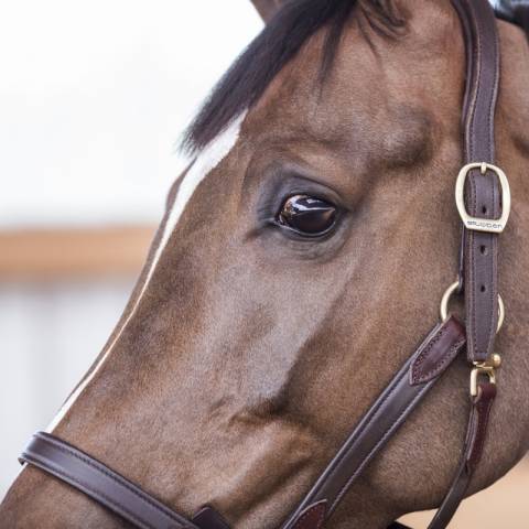 Licol cuir NT - Stubben - Cuir vachette souple