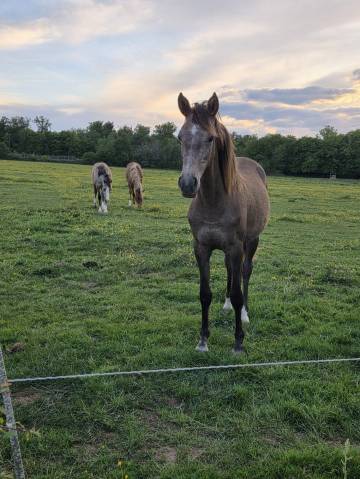 Pouliche 2025 top pedigree