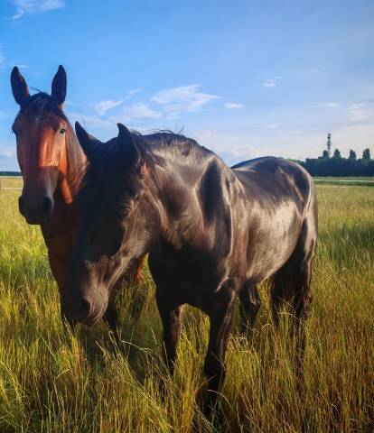 Cheval ibérique minorquin à vendre