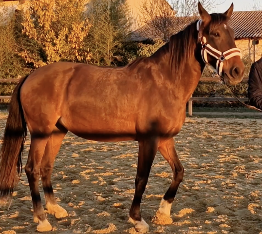 Jument pre pure race espagnole