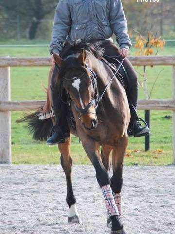 Demi ou quart de pension cheval