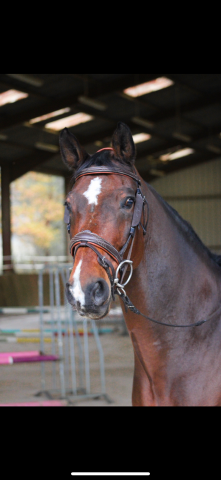 A vendre cheval maître d’école
