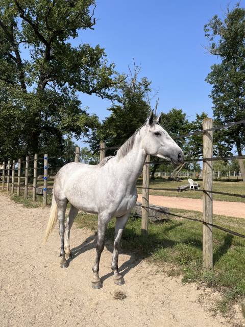 Jolie jument de 6 ans