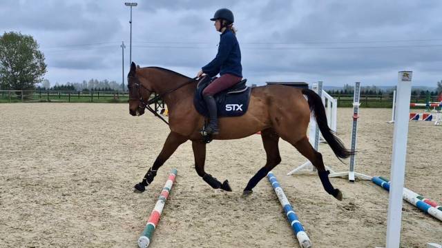 Vente cheval de sport et loisir 