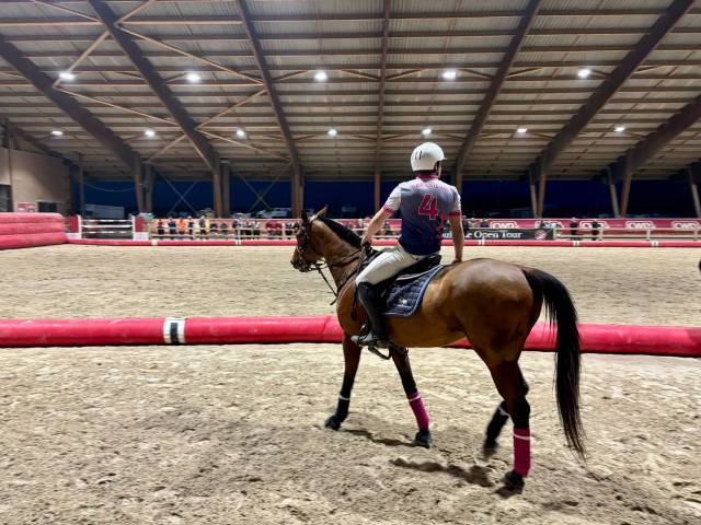 Vente cheval de sport et loisir 