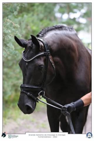 Jument 6 ans kwpn – finaliste cc avec 85 %