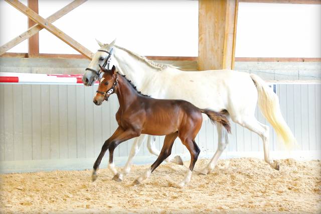 Poulain sf pp très chic et sport